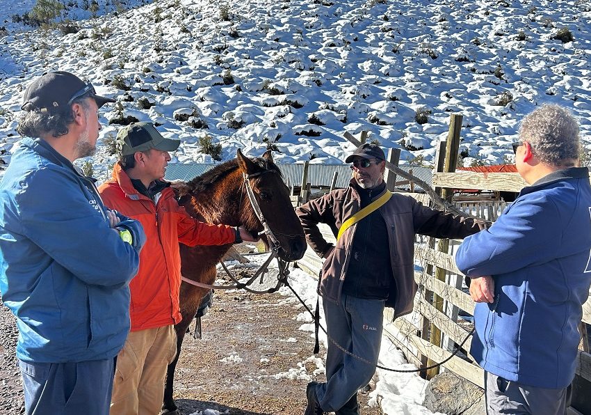 Coordinación pública-privada permite entrega de alimento a animales en el sector El Alfalfal, San José de Maipo
